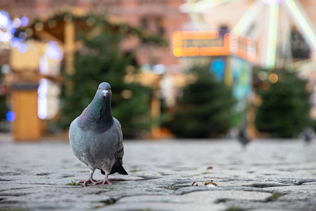 A pigeon stands on a cobblestone street, with a ferris wheel in the background