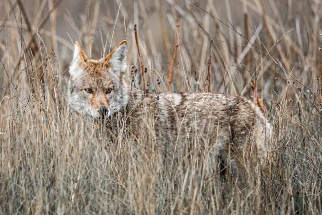 A coyote standing in tall grass during a Tennessee coyote hunting session at night.