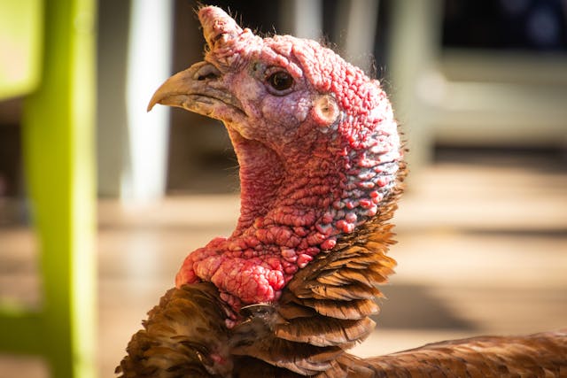 when does turkey season open in tennessee